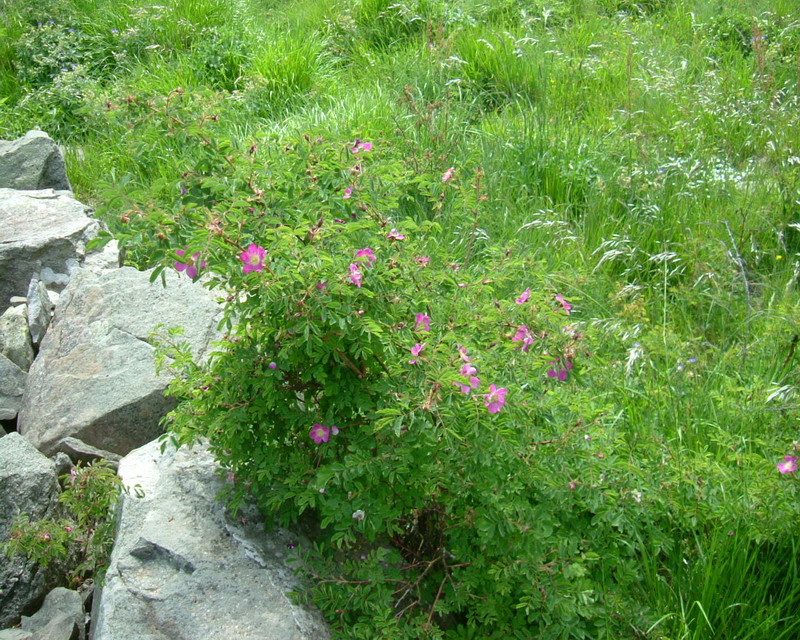 Rosa pendulina / Rosa alpina